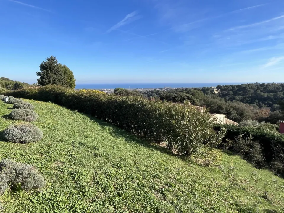 Sloping grassed plot in the hills above Biot, an oleander hedge and pines, the sea on the horizon under a blue sky