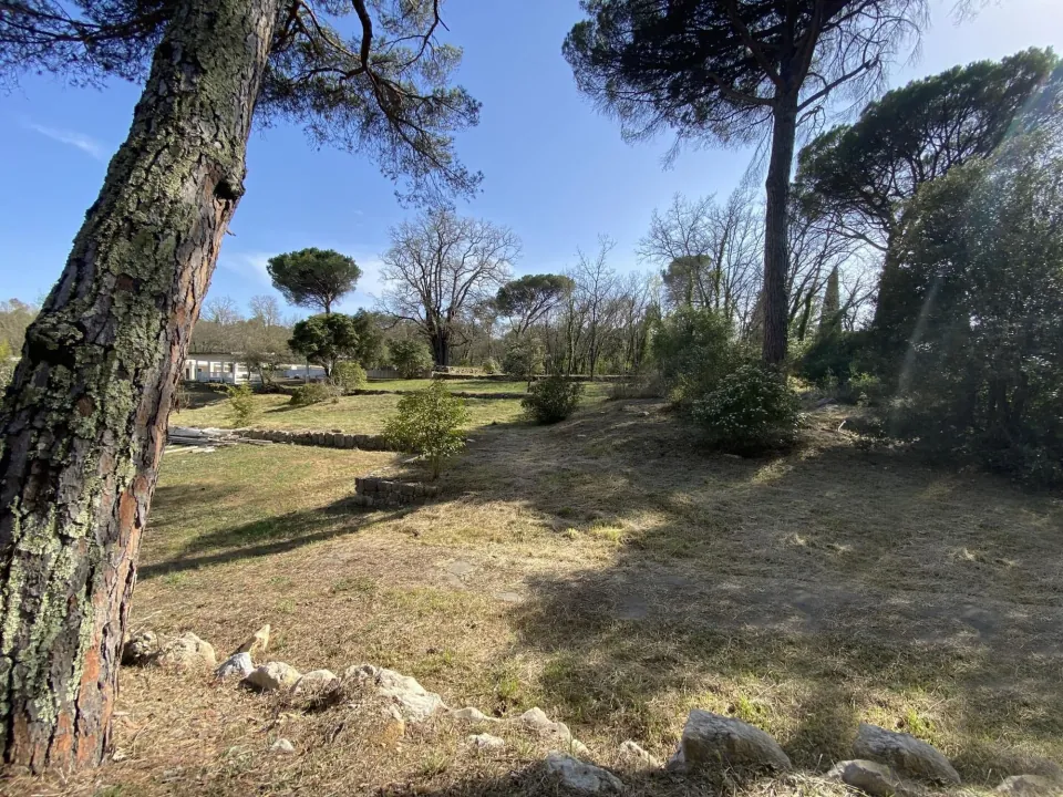 Grassy plot beneath tall umbrella pines, low dry-stone walls and raking light, on the edge of Valbonne