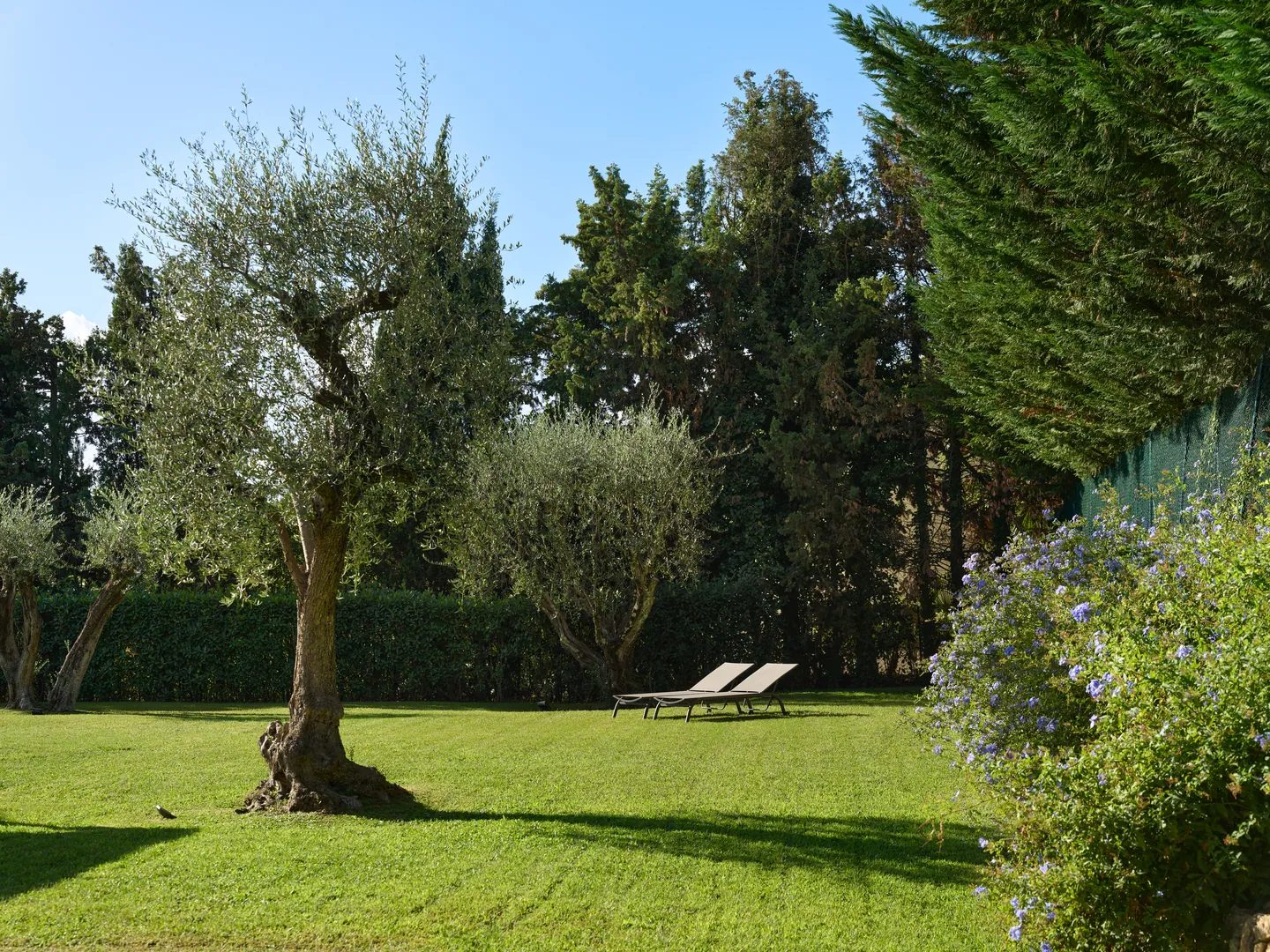 Coin de jardin ombragé avec oliviers, transats et plumbago en fleurs