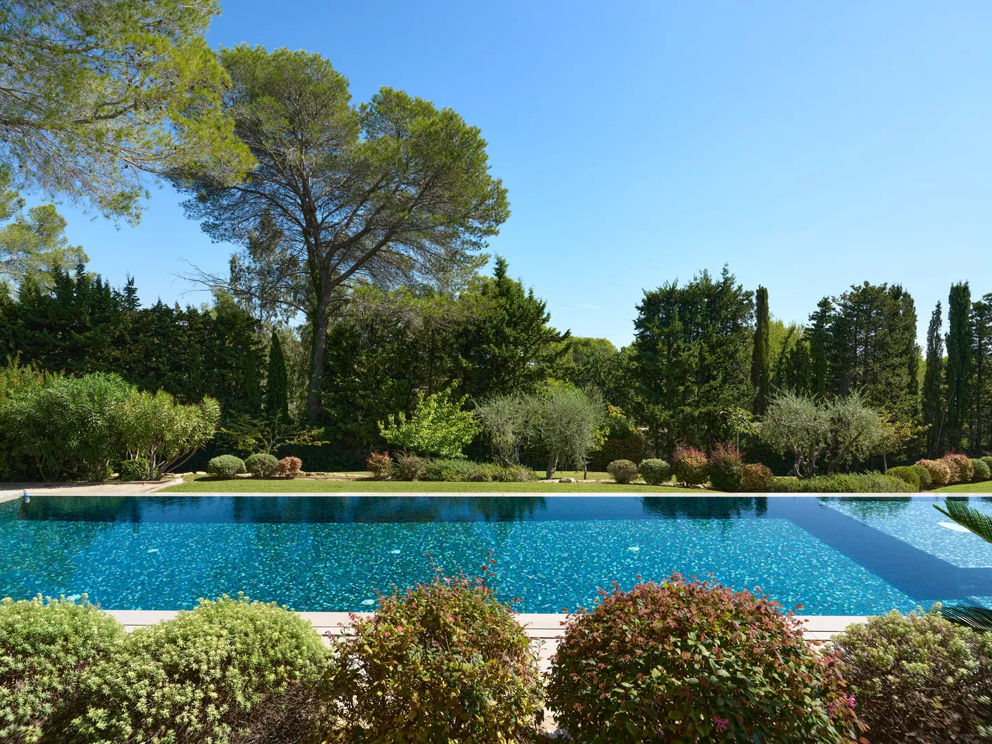 Bassin en mosaïque bleue bordé d'arbustes fleuris, grand pin parasol en fond