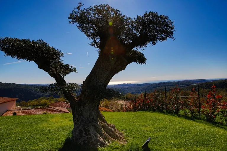 Olivier taillé sur la pelouse, avec vue sur les collines et la mer