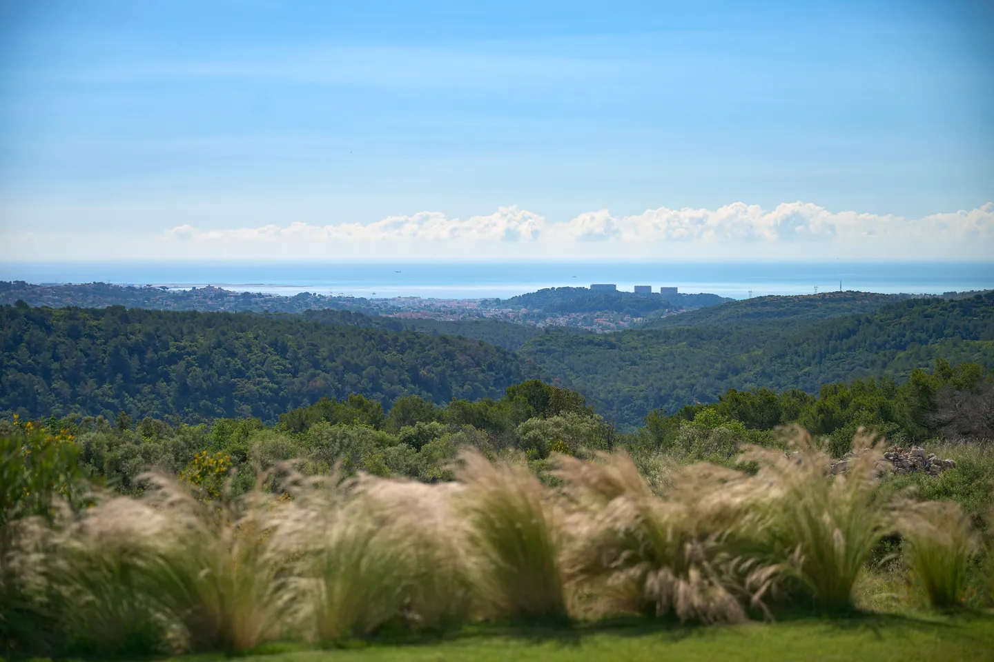 Graminées ornementales au premier plan, collines boisées et mer à l'horizon