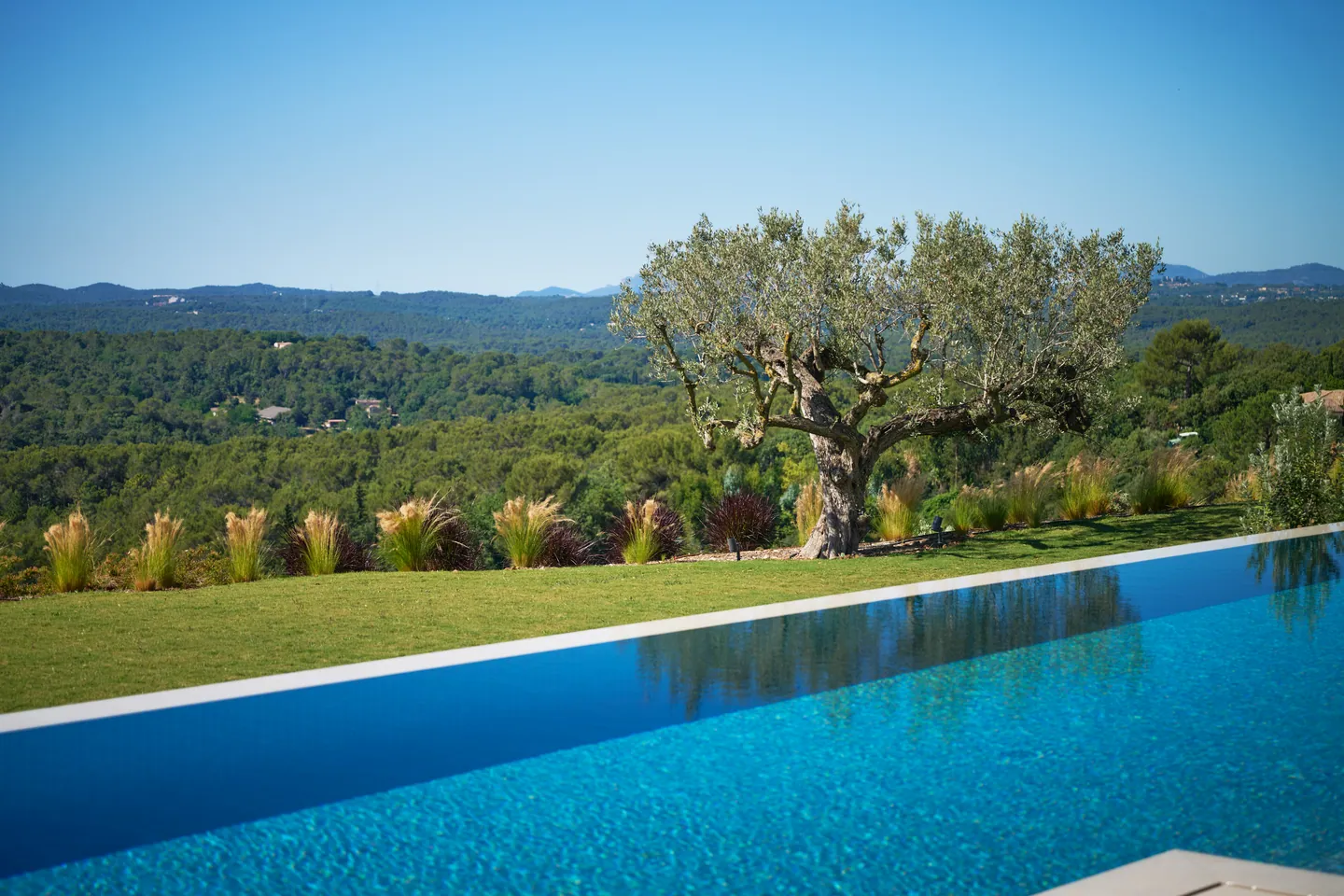 Olivier et graminées au bord de la piscine, vue dégagée sur les collines boisées