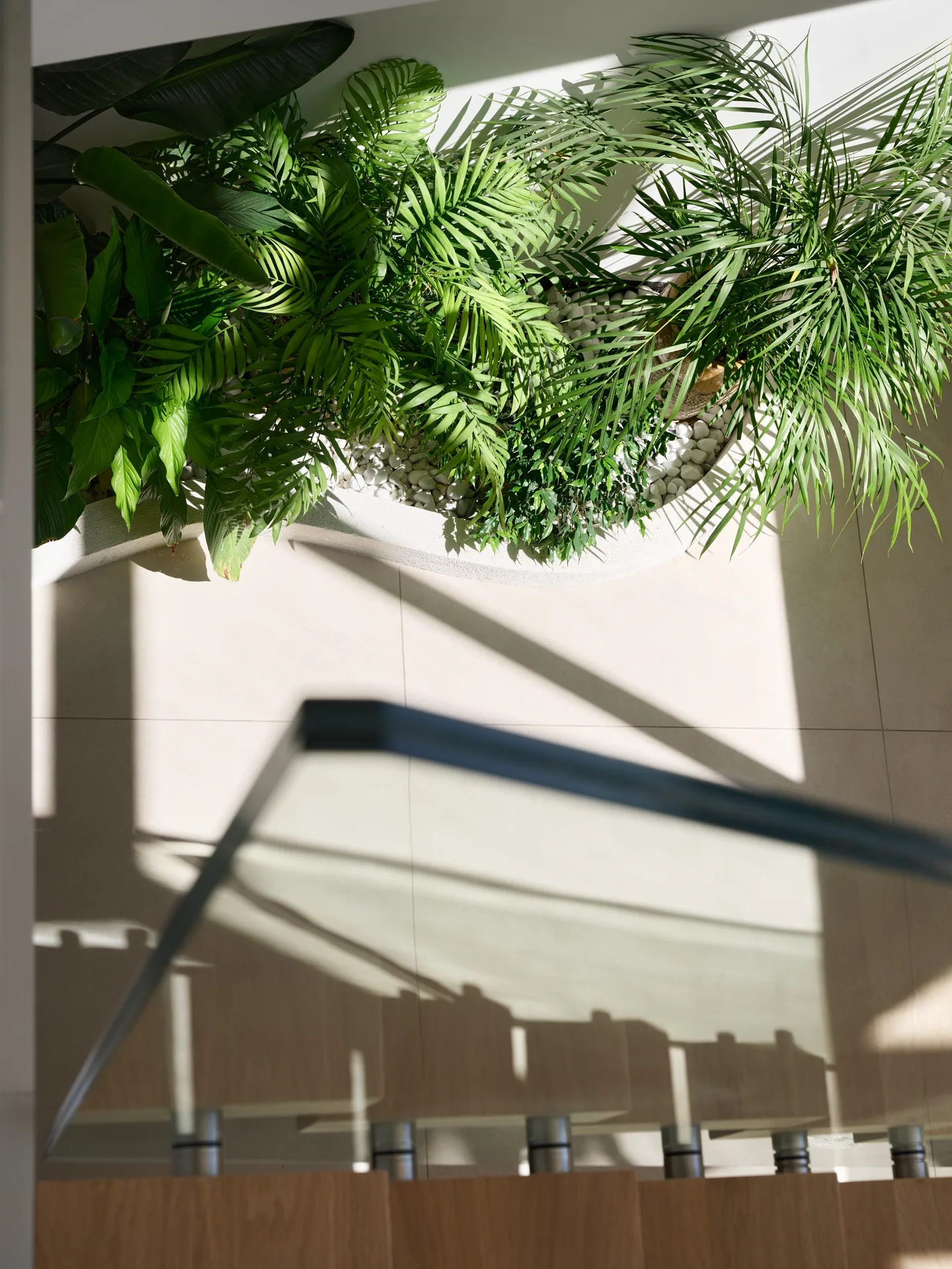 Vue plongeante sur une jardinière de palmiers et le garde-corps en verre de l'escalier